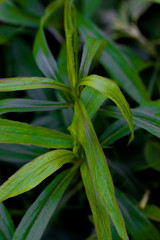 Obraz premium grass leaves in the garden