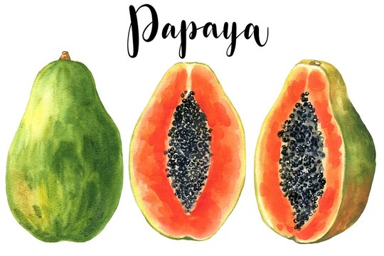 Hand drawn watercolor ripe papaya fruit isolated on white background. Food illustration.