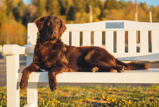 Beautiful chocolate flat-coated retriever in sunny weather outside posing for pictures