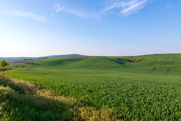 Fototapeta premium Beautiful green field that ripples and the sun shines on them. A landscape of waves called Moravian Tuscany in the Czech Republic.
