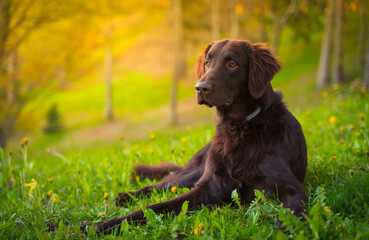 Beautiful chocolate flat-coated retriever in sunny weather outside posing for pictures