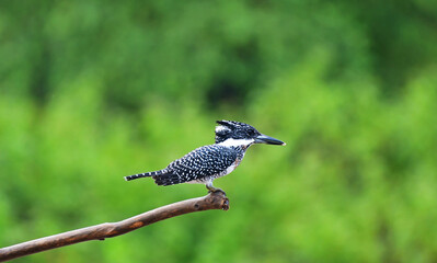 The crested kingfisher (Megaceryle lugubris) is a very large kingfisher that is native to parts of southern Asia, stretching eastwards from the Indian Subcontinent towards Japan. 