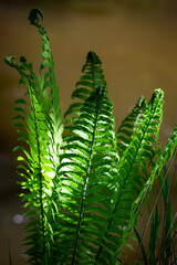 green ferns on a green background