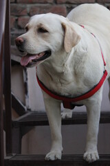 labrador retriever dog