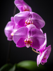 Fototapeta na wymiar pink orchid on black