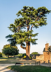 Fototapeta premium Huge pine tree in the park of Dinan, Cotes-d'Armor department, Bretagne, France. Vertical photo.