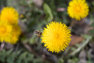 Bee flies over yellow dandelions. 
Bee in flight landing on dandelion. Top view