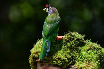 The fire-tufted barbet (Psilopogon pyrolophus) is a species of bird in the Asian barbet family Megalaimidae. It is native to Peninsular Malaysia and Sumatra, where it inhabits tropical moist lowland.