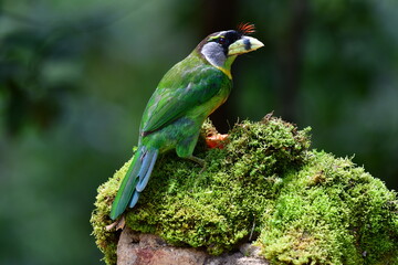Obraz premium The fire-tufted barbet (Psilopogon pyrolophus) is a species of bird in the Asian barbet family Megalaimidae. It is native to Peninsular Malaysia and Sumatra, where it inhabits tropical moist lowland.