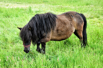 Konie © Magorzata