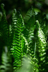 Fototapeta na wymiar green ferns on a green background