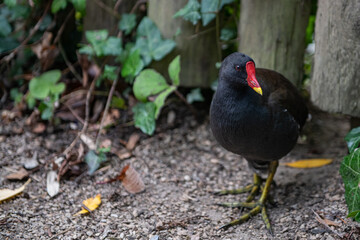 Gallinula chloropus - Common Moorhen