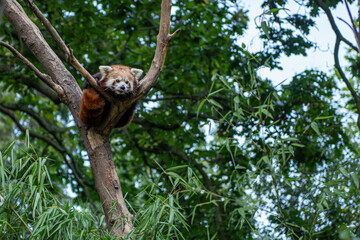 red panda on tree