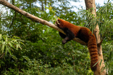 red panda in tree