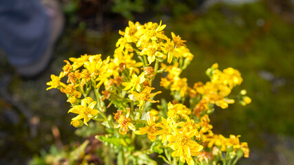 yellow flowers in spring in the garden, closeup of summer flora outdoors, beautiful wild field bright flowers