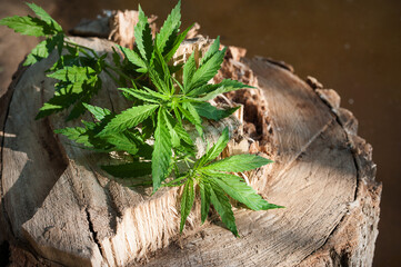a marijuana leaf on a felled stump by the water. Photos in warm colors