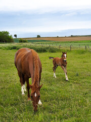 Fototapeta na wymiar brown horse and foal are in the field, op the green grass, there are beautiful animals in the village