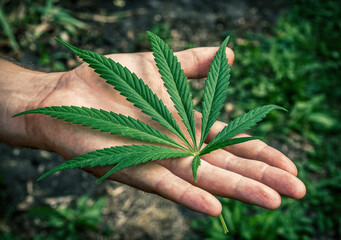 A cannabis leaf on a man's hand. Selective focus..