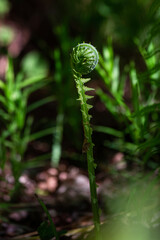 green ferns on a green background