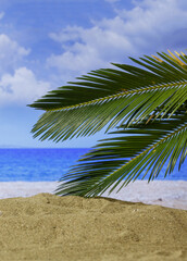 Fototapeta na wymiar Summer holidays concept. Sandy beach with palm tree, sun, blur sea background