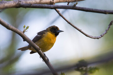 Fototapeta premium Male Baltimore oriole (Icterus galbula) 