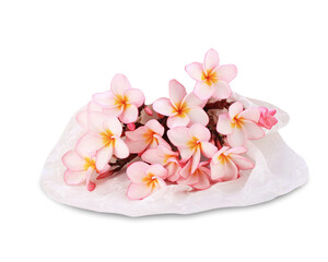 Fototapeta na wymiar Beautiful pink tropical Plumeria flower isolated on white background. This has clipping path.