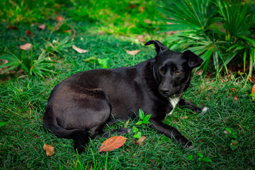 black dog, lying on the street, in the daytime, on the green grass, near a palm tree