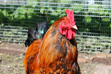 cock in the farm