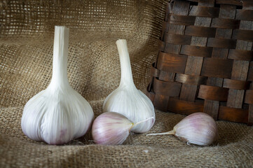 Garlic bulbs and cloves in close-up on sack cloth