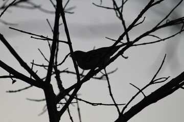 bird on a branch