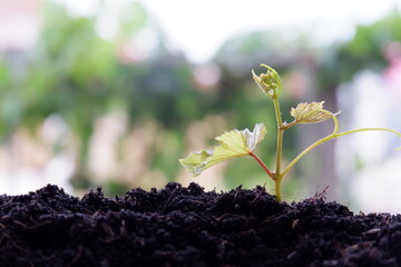 young plant growing in nature. concept earth day