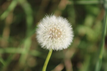 Paseo por el parque en una tarde de primavera - flores y pájaros