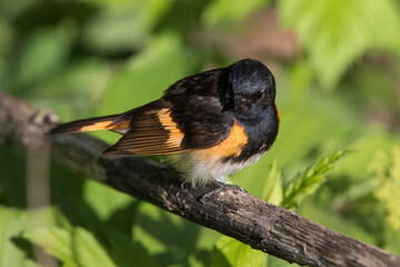 American redstart (Setophaga ruticilla) 