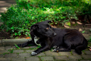 black dog, lying on the street, in the daytime, on the green grass, near a palm tree