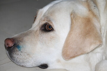 portrait of a golden retriever