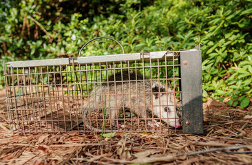 Possum in live humane trap. Trapped opossum marsupial. Pest and rodent removal cage. Catch and release wildlife animal control service.