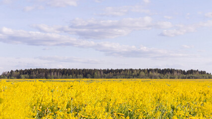 field of rapeseed with beautiful cloud - plant for green energy.  Forest in the background. Colors of the Ukrainian flag