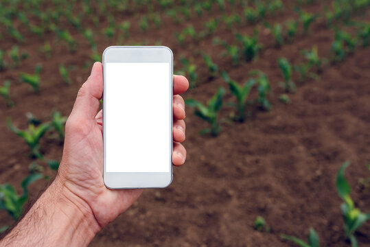Mock up smartphone screen in corn field