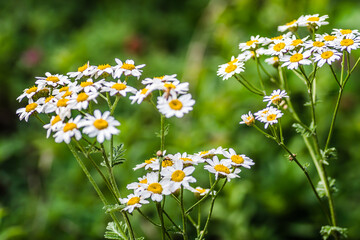 Chamomile flowers on a sunny meadow 