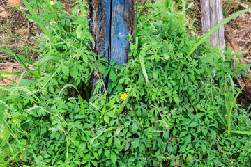 ivy growing throughout the fence