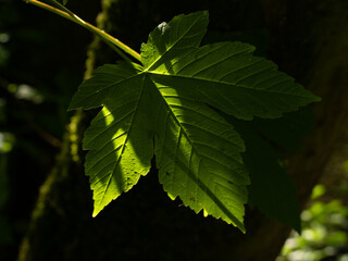 green leaves in sunlight