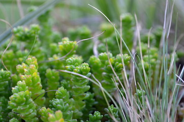 close up of a green grass