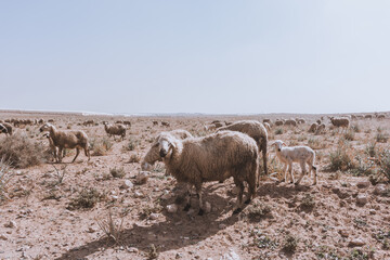 A flock of sheep and lamb on dry,  stony field in a Moroccan village. Animal breeding in arid climate