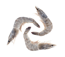 fresh shrimp prawn on white background
