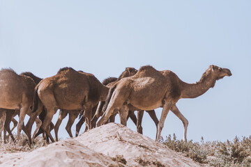 Herd of dromedaries (Arabian camels) walking in a row across deserted sandy area in the sunlight. South Morocco