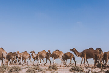 Fototapeta premium Herd of dromedaries (Arabian camels) walking in a row across deserted sandy area in the sunlight. South Morocco