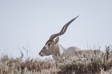 Addax - white or screw horn antelope - resting on the grassy field. Critically endangered species,...