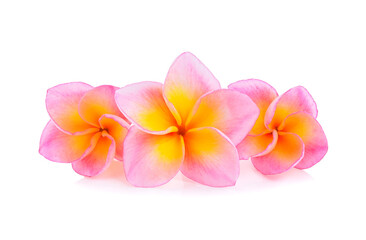Obraz premium frangipani flower isolated on white background