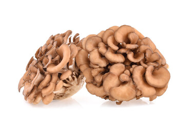 maitake mushrooms isolated on white background