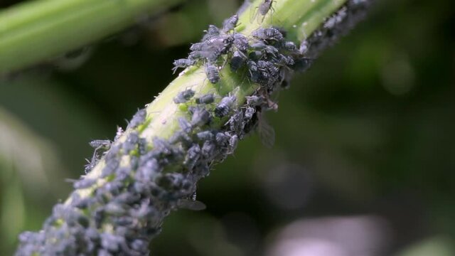 Many dark grey aphids on a young plant stem. Aphids are small sap-sucking insects and members of the superfamily Aphidoidea. Common names include greenfly and blackfly.